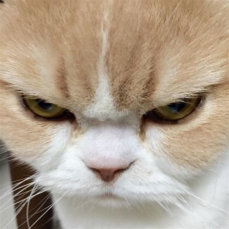 Angry Cat Grumpy Cats Much Bitterer Older Sister Geekologie