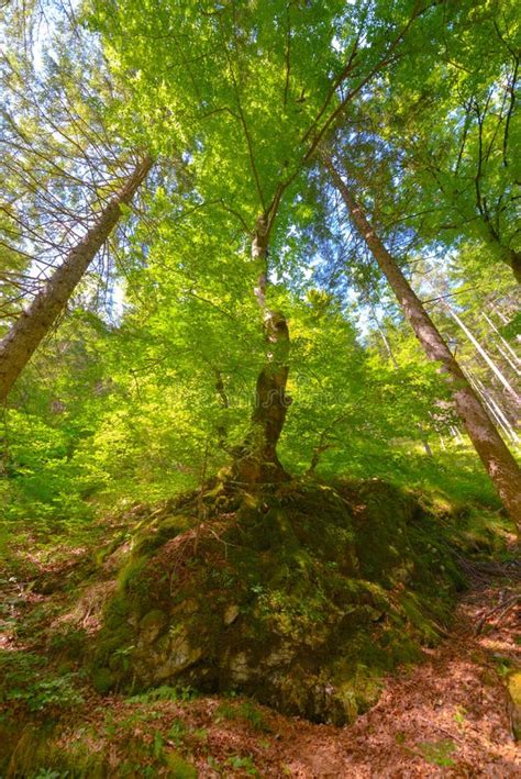 Trees In A Forest From Below Low Angle Perspective Stock Image Image