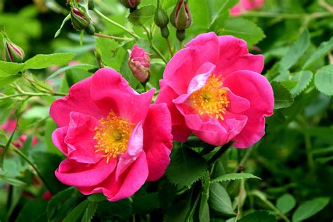 Pink Rose Bush Blooming Free Photo On Pixabay Pixabay