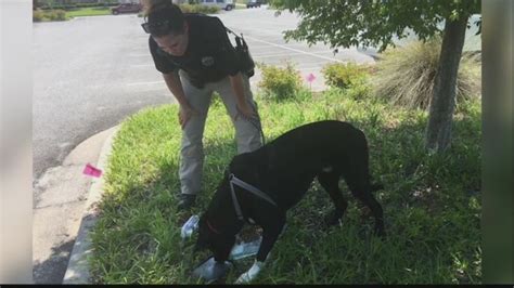 Savannah Police Warning Others After Two Arrested For Leaving Dog In