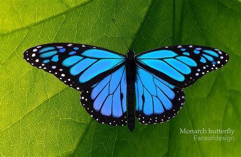 Blue Monarch Butterfly Aesthetic Monarch Butterflies Make A Friendly