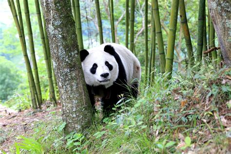 Giant Pandas Are No Longer Endangered China Says