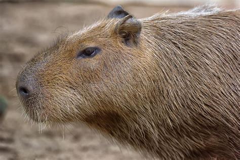 Close Up Of A Capybara Stock Photo Image Of Herbivorous