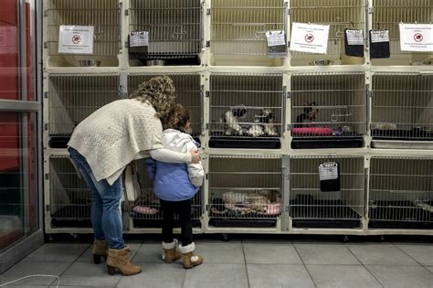Gov Hogan Signed A Law Banning Maryland Pet Stores From Using ‘puppy