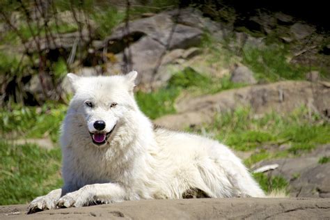 The Alpha Male Arctic Wolf Im Not Sure Whether He Was T Flickr