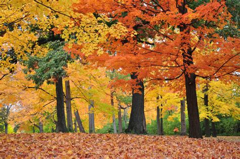 When And Where To See Fall Colors In Milwaukee This Year