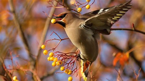 Feeding Birds Wallpapers Wallpaper Cave