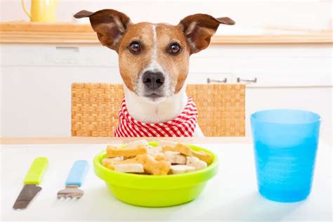 The 10 Commandments Of Feeding Your Dog The Dogington Post