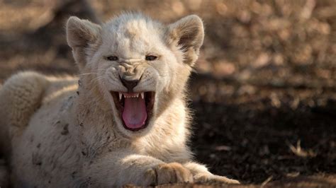 Desktop Wallpaper Angry Baby White Lion Cub Wild Animal Hd Image