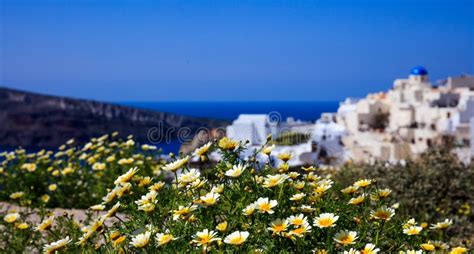 Yellow Flowers On The Background Of Oia Village Santorini Greece
