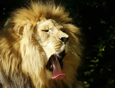 Wonderful Lion Pictures