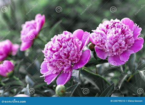 Pink Peony Flowers Close Up Flowering Bush In Garden Stock Image
