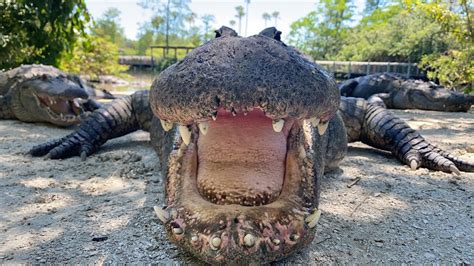 Huge Alligator Feeding Youtube