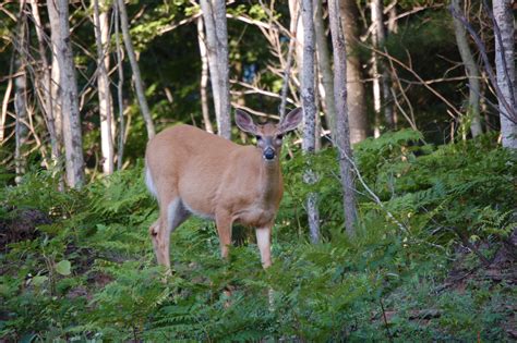 10 Great Places To View Wildlife In Michigans Upper Peninsula Travel