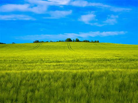 Wallpaper Landscape Wheat Farm Green Desktop Wallpaper Hd Image