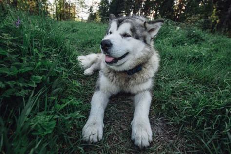 When Do Huskies Lose Their Puppy Coat Learn How To Care For Your