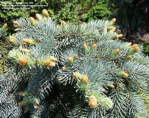Plantfiles Pictures Colorado Spruce Blue Spruce Glauca Pendula