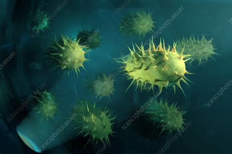 Bacterial Infection Illustration Stock Image F0356167 Science