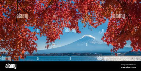 Mount Fuji And Autumn Maple Leaves Kawaguchiko Lake Japan Stock Photo