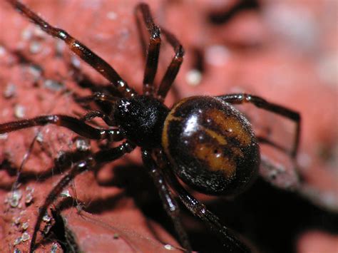 Drusillas Spider Expert Puts Record Straight On ‘dangerous False Widow