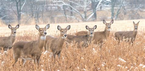 White Tailed Deer Found To Be Huge Reservoir Of Coronavirus Infection
