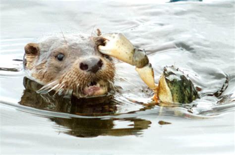 Hes N Otter Letting Go Feisty Crab Shows A Hungry Sea Otter His Place