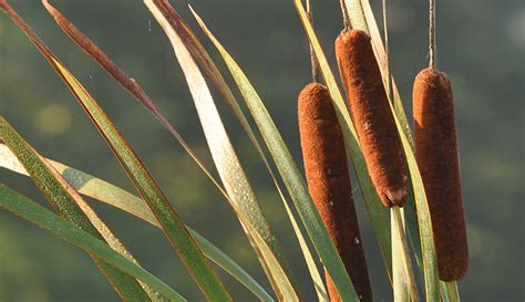 Cattails A Delicious Healthy Nuisance Hobby Farms