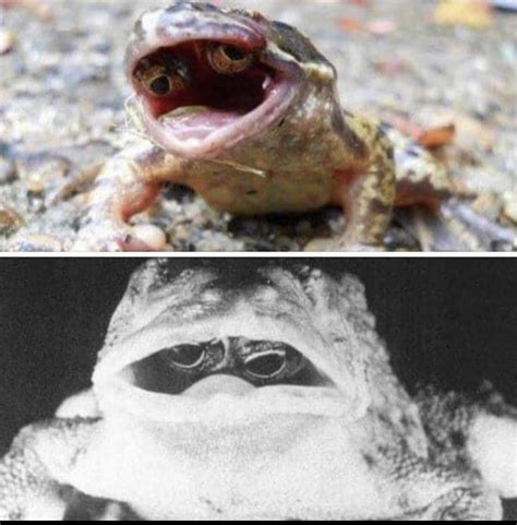 A Frog With A Genetic Mutation That Caused Its Eyes To Grow Inside Its