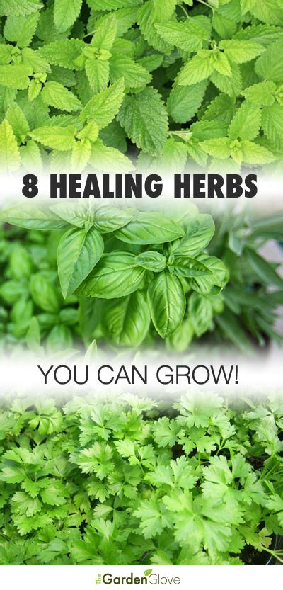 8 healing herbs you can grow