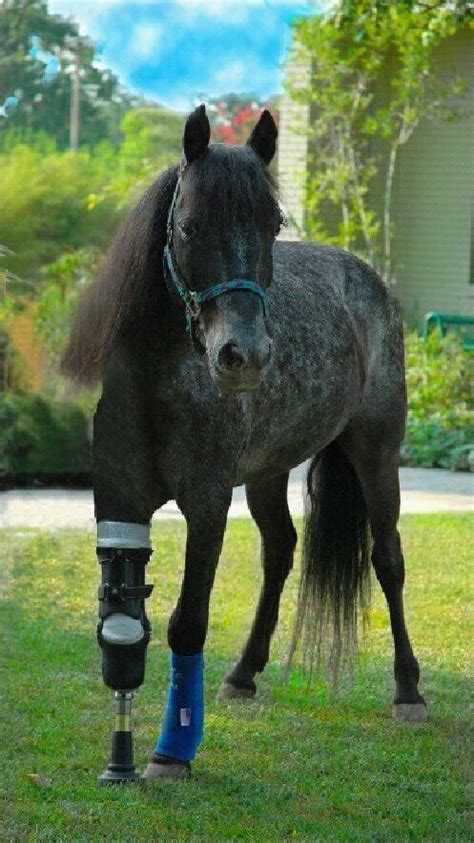 Horse With Prosthetic Leg Pretty Horses Beautiful Horses Animals