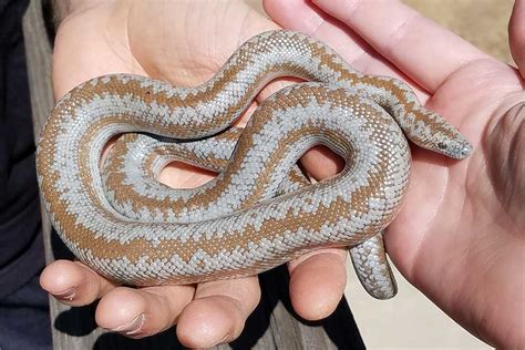 How To Handle A Rosy Boa Safely