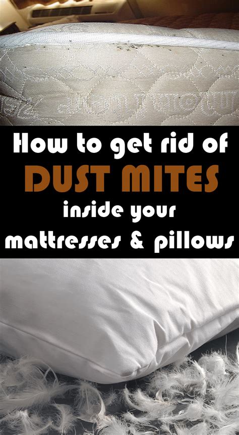 How To Get Rid Of Dust Mites Inside Your Mattresses And Pillows