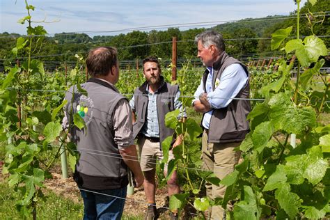 Vineyard Consultancy And Training