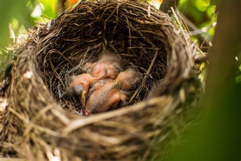 Cute Newborn Birds In Their Nest Stock Image Image Of Birds Bird