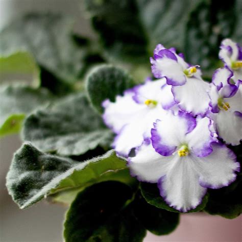 How Do You Propagate And Grow African Violets From Seeds