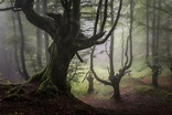 Free photo: Inside Forest Photography - Background, Outdoor, Trees ...