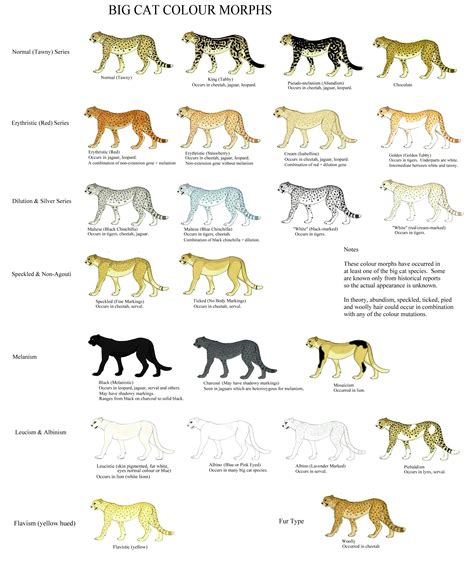 Colour And Pattern Charts For Every Cat Color In Existence Some Info