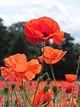 Poppy Field Free Stock Photo - Public Domain Pictures