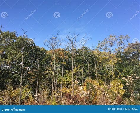 Forest Early Autumn Trees Blue Sky Stock Image Image Of Forest
