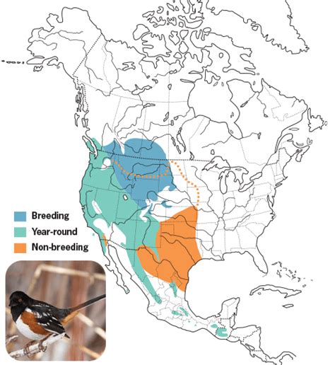 All About Towhees And How To Attract Them Wild Birds Unlimited Wild