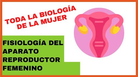 💖 Biología De La Mujer ⭐️ Fisiología Del Aparato Reproductor Femenino