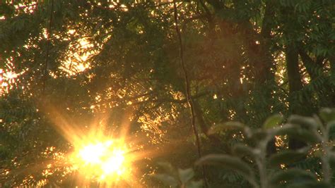 Early Morning Sun Comes Up Stock Footage Video 100 Royalty Free