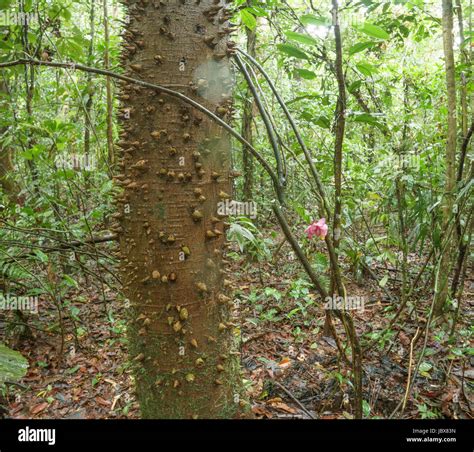 Spiny Tree Trunk In Pristine Tropical Rainforest In The Ecuadorian