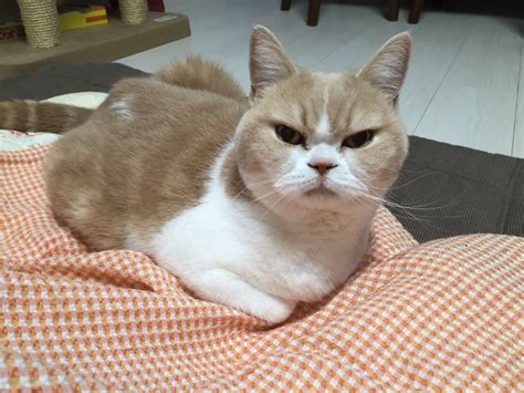 The Worlds Most Pissed Off Cat Meet Koyuki The Gangster Cat