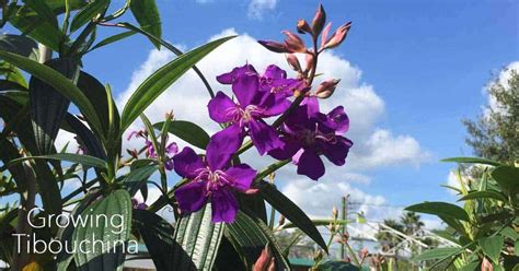 Quality customer service · premium wholesale flowers Tibouchina Tree Care: Growing The Purple Glory Tree