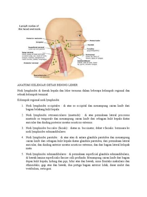 Anatomi Kelenjar Getah Bening Leher