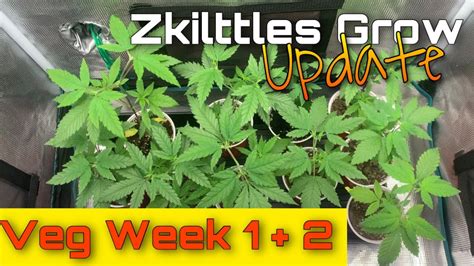 Zkittles Grow Update Week 1 2 Veg Spiderfarmer Youtube