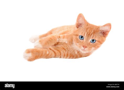 Orange And White Tabby Cat With Blue Eyes Catwalls