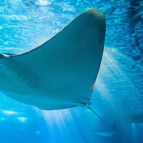 This Massive 26 Foot Manta Ray That Weighs 1000 Kgs Was Allegedly