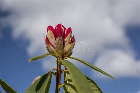 Budding Of Pink Rhododendron Buds In Park Stock Image Image Of Bush